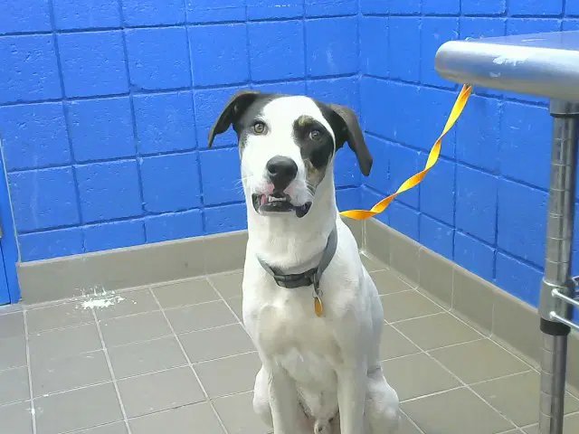 Socorro - English Pointer