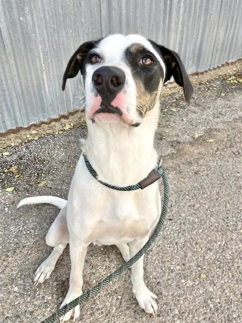 Socorro - English Pointer