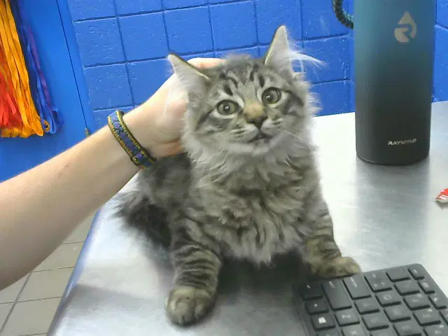 Mocha Latte - Domestic Short Hair