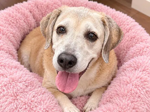Peyton - Basset Hound
