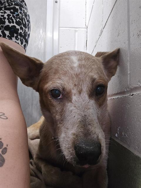 WHISPER