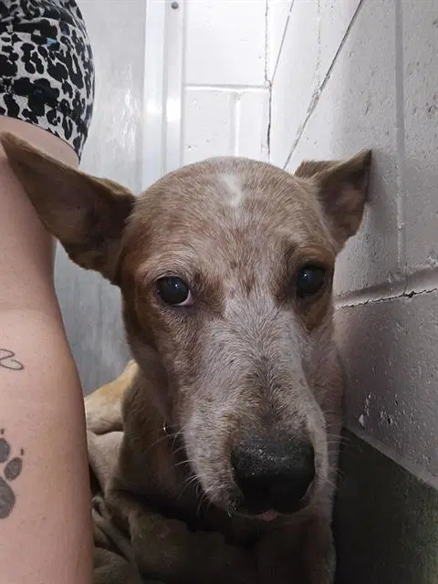 Whisper - Queensland Heeler