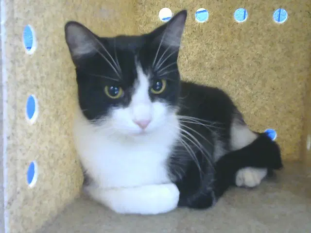 Sandy - Domestic Short Hair