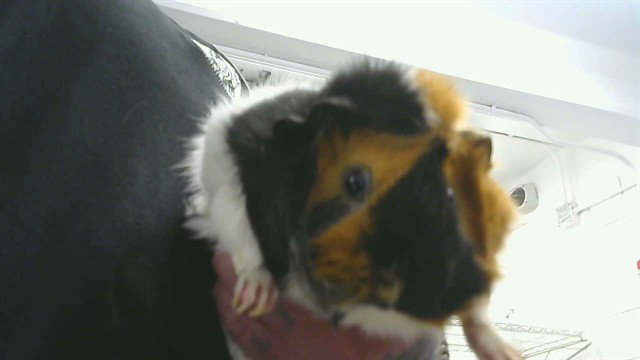 WHINNIE