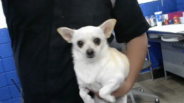 Blossom - Chihuahua