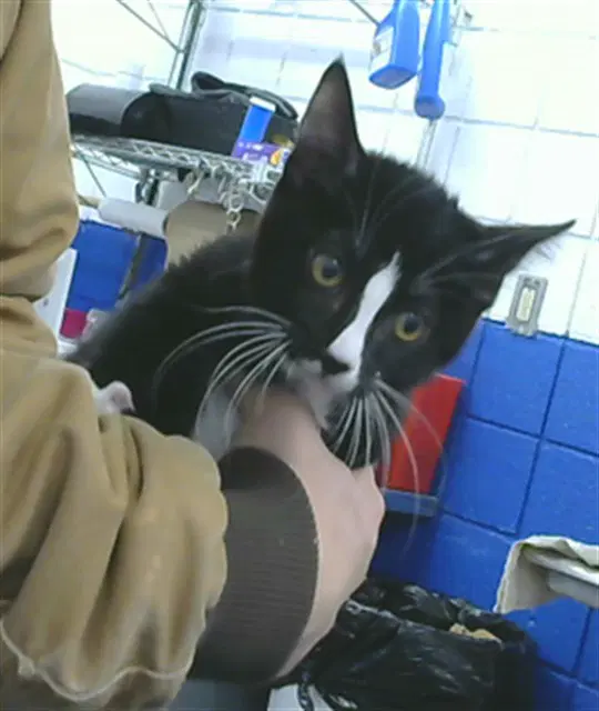 Caspian - Domestic Short Hair