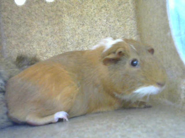 TABOTIE