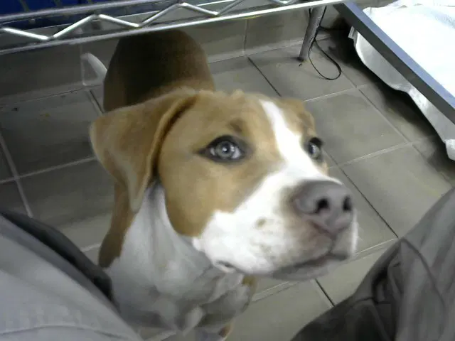Liz - American Pit Bull Terrier