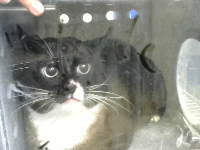 Tupawz - Domestic Short Hair