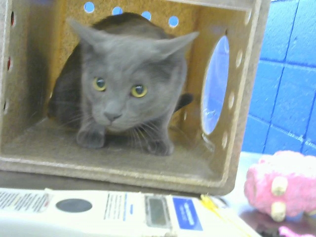 Louie