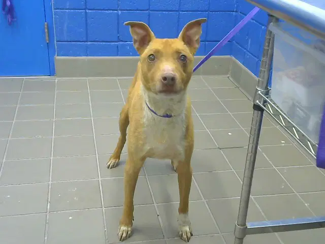Julio - Australian Cattle Dog/Blue Heeler