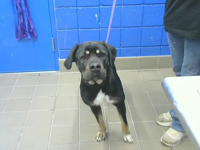 Midnight - Cane Corso Mastiff