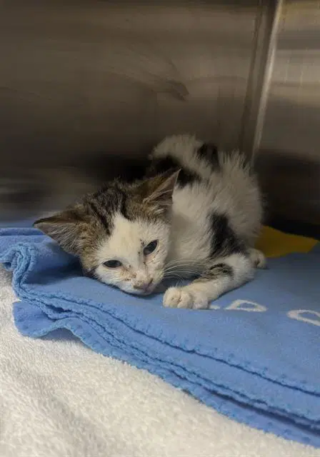 Tiny Cat - Domestic Short Hair