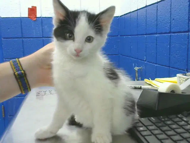 Zuko - Domestic Short Hair