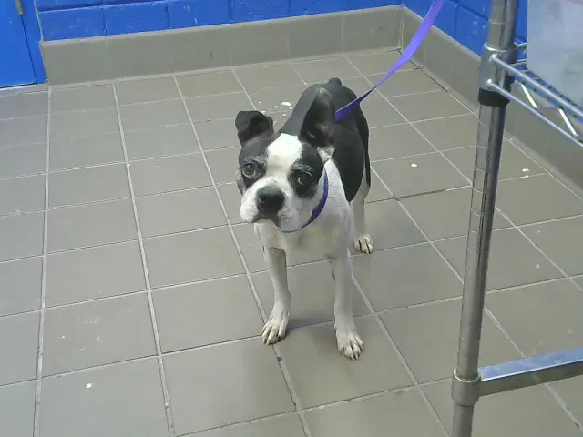 Juan - Boston Terrier