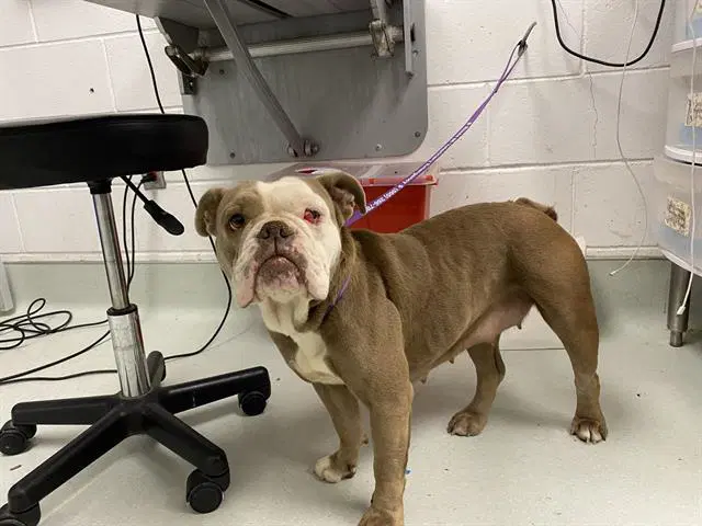 Buttercup - American Bulldog