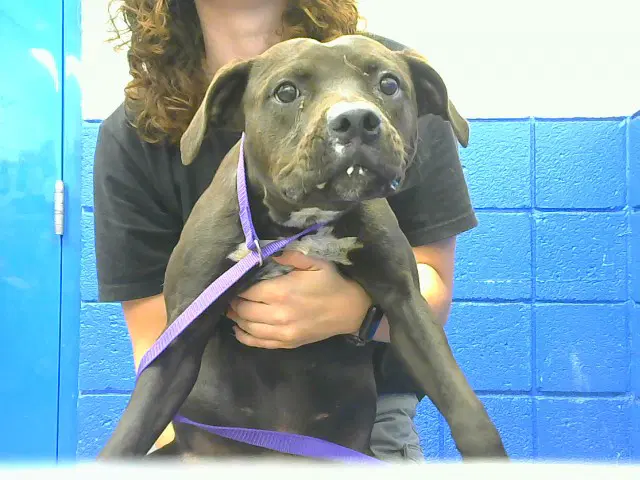 Ariel - American Pit Bull Terrier
