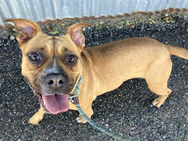 Pickles - Boxer