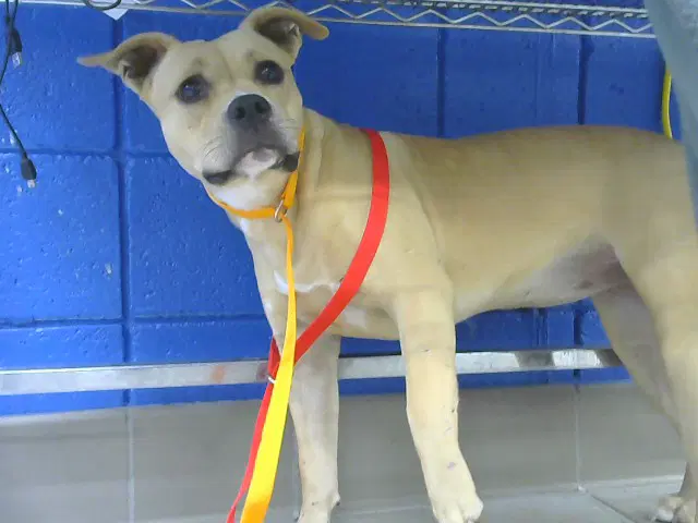Willow - Boxer