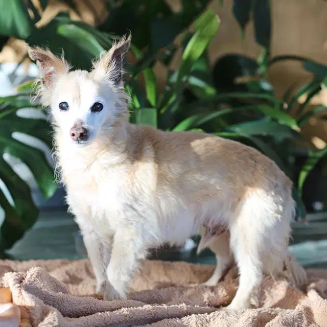 Hercules - Chihuahua