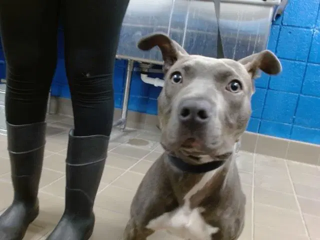 Emma - American Pit Bull Terrier