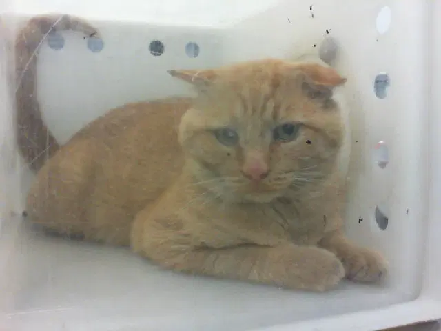 Chewie - Domestic Short Hair