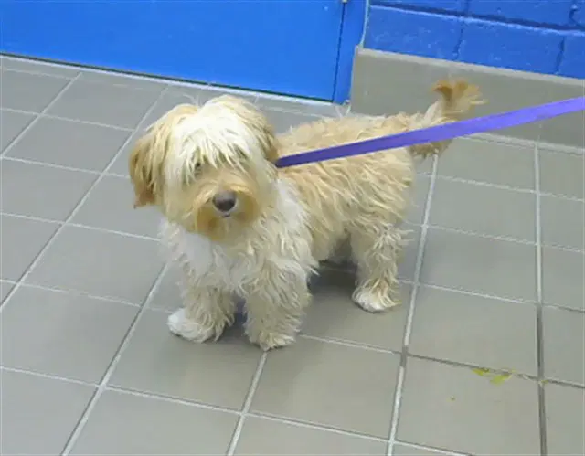 Evie - Poodle (Miniature)