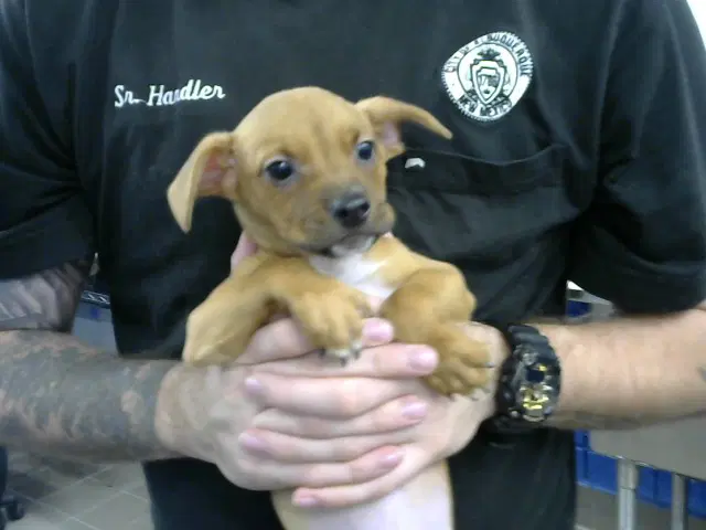 Harold - Beagle