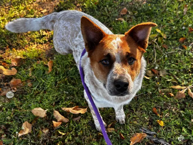 Tango - Australian Cattle Dog/Blue Heeler