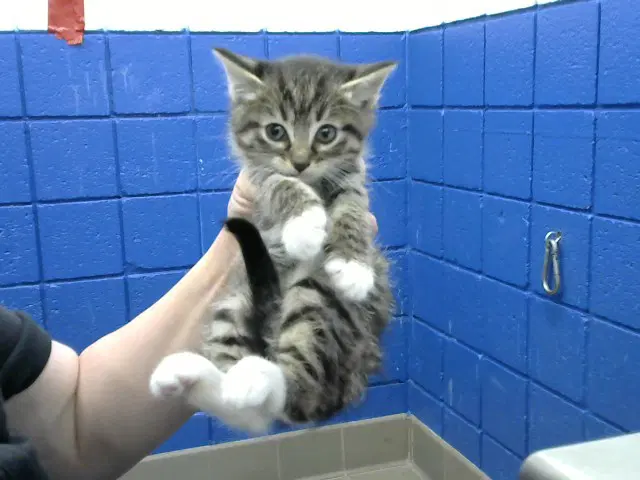 Morbius - Domestic Short Hair