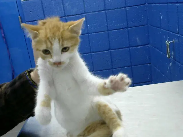 Lilypad - Domestic Short Hair