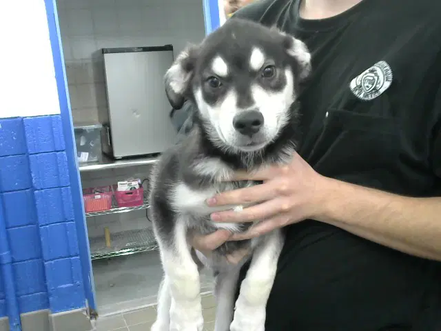 Dexter - Husky