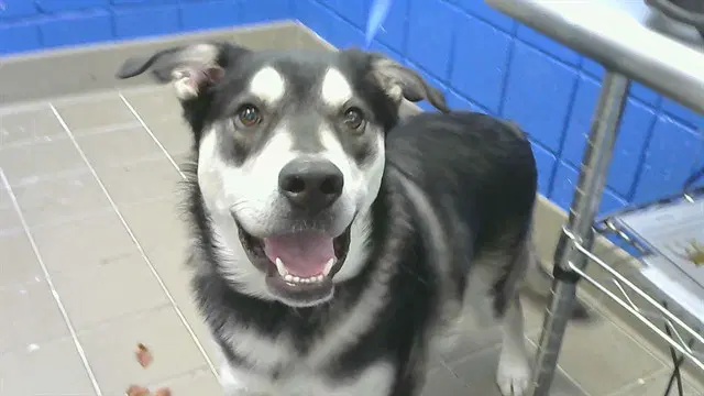 Dexter - Husky