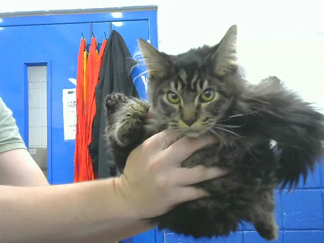 Max - Domestic Long Hair