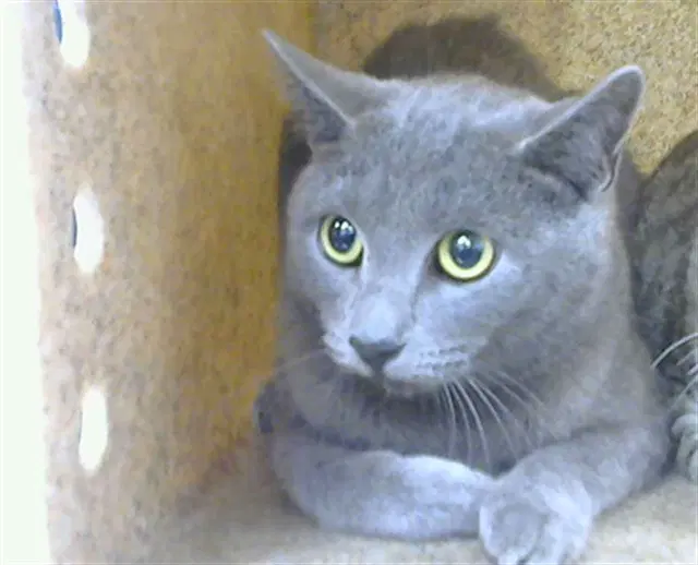 Chancy - Domestic Short Hair
