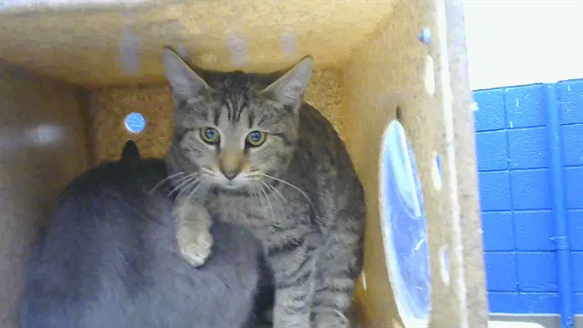 Charlie - Domestic Short Hair