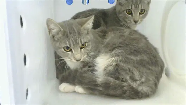 Apple - Domestic Short Hair