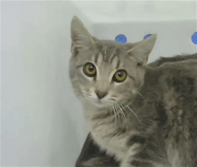 Pear - Domestic Short Hair