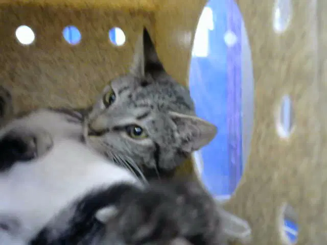 Hera - Domestic Short Hair