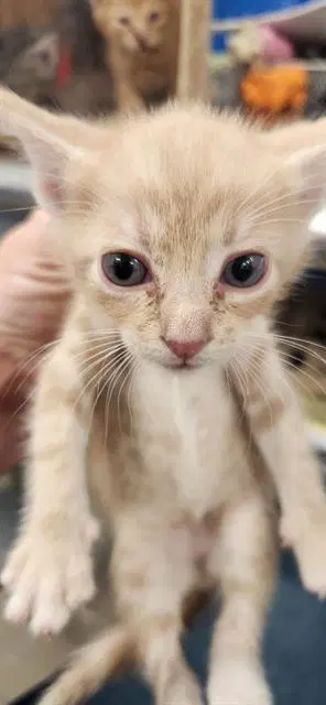 Bar - Domestic Short Hair