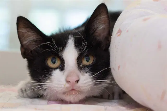 Gunther - Domestic Short Hair