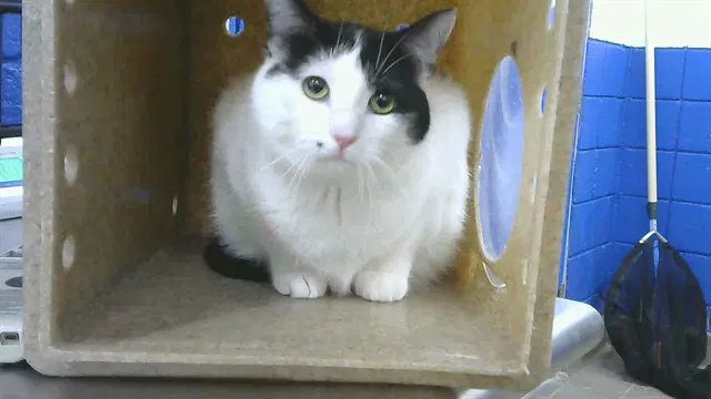Oreo - Domestic Short Hair