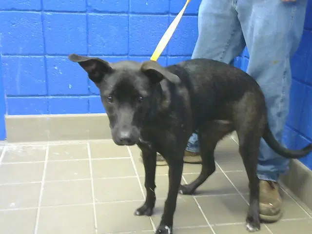 Zena - Australian Cattle Dog/Blue Heeler