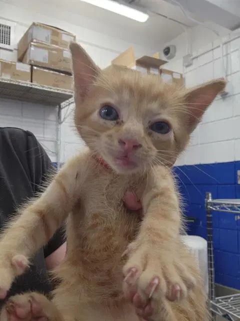 Chewy - Domestic Short Hair
