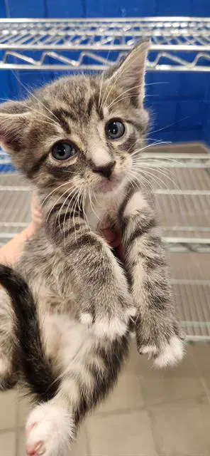 Protein - Domestic Short Hair