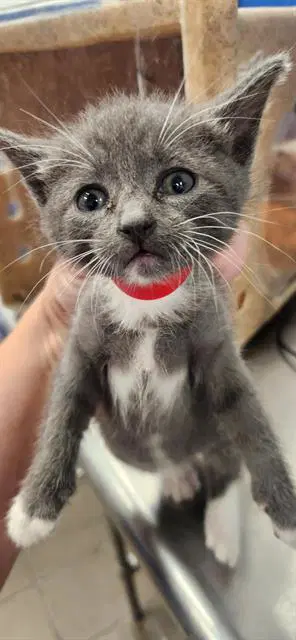 Free - Domestic Short Hair