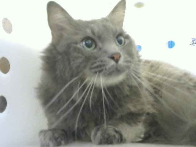 SAMMY