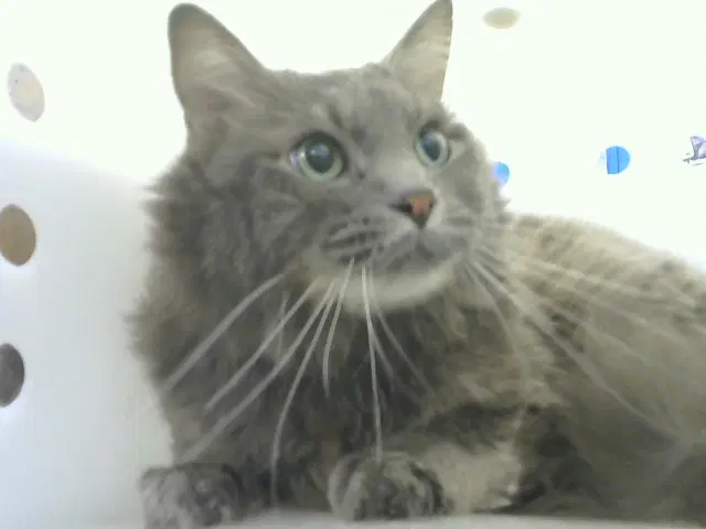 Sammy - Domestic Long Hair