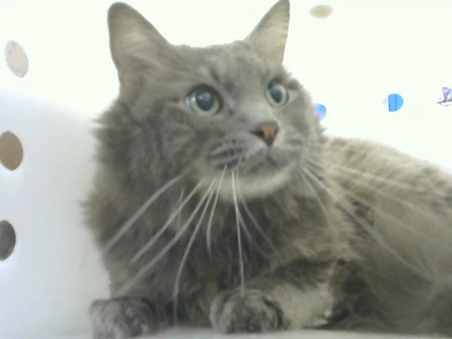 Sammy