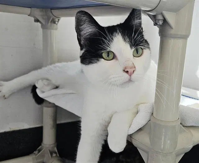 Spots - Domestic Short Hair